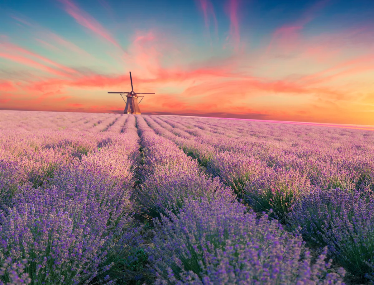 Provence lavender fields, day trip from Cannes