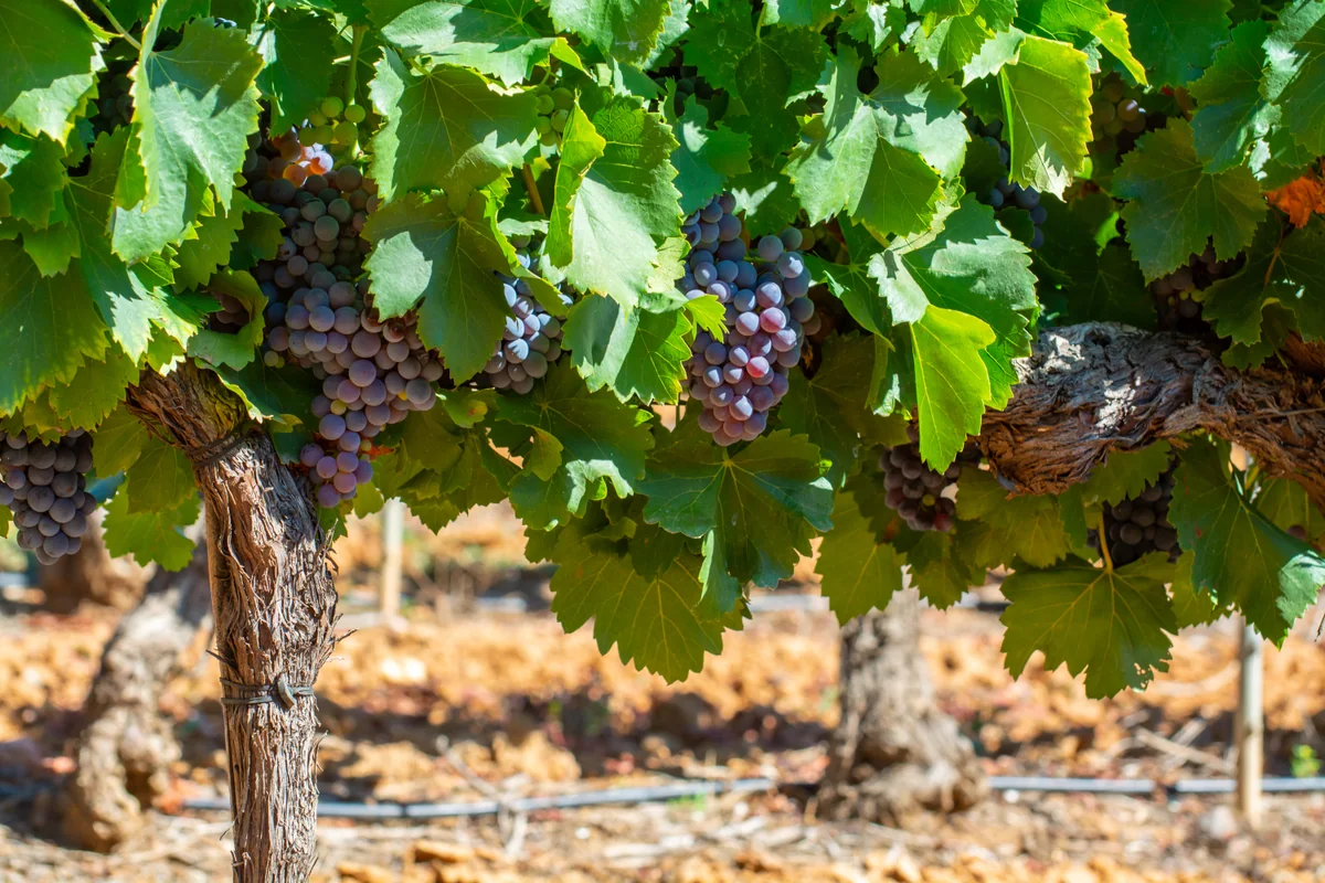Provence vineyards, wine tourism near Cannes